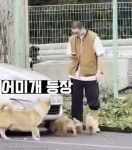 도로 위 강아지들 구하려다 오해받고 어미 개한테 혼쭐난 청년들