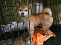 경남 창원3 용원119에서  시바 발견 보호