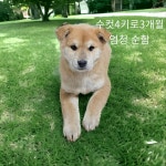 경북 성주군에서  시바 발견 보호
