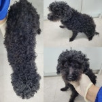 충남 논산 상월면에서  푸들 발견 보호