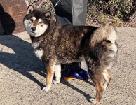 경남 창원2 진동사거리에서 시바 발견 보호