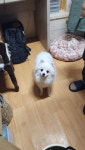 전북 익산시목천동원주아파트에서  스피츠 발견 보호
