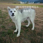 경북 성주 벽진면매수1길12-3에서  허스키믹스 발견 보호