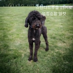 경북 성주 초전면에서  스탠다드 푸들 발견 보호