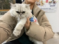 경기 성남 하대원104-5에서  페르시안 발견 보호