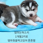 경북 성주 벽진면에서 시베리안 허스키 믹스 발견 보호