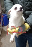 경기 평택 세교동에서  치와와 발견 보호
