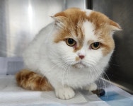 경기 안산 선부주공11단지에서  스코티시폴드 발견 보호