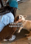 매일 카페에서 먹고 자고 노는 강아지..알고 보니 남의 집 개였던 사연