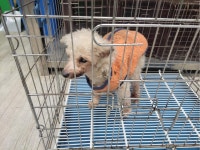 경기 고양 관산동에서  푸들 발견 보호