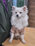 충북 청주 산남주공2단지에서  폼피츠 발견 보호