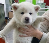 경기 성남 수진동에서 진돗개 발견 보호