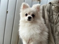 경기 안산 본오동에서  포메라니안 발견 보호