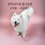 경북 성주 선남면명포리396에서  사모예드 발견 보호