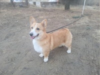 경기 고양 지축동에서  웰시 코기 펨브로크 발견 보호