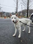 충남 아산 염치읍에서 진돗개 발견 보호