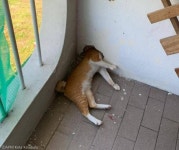 벽 구멍에 머리 껴버린 사고뭉치 고양이...바퀴벌레 쫓다가 낭패