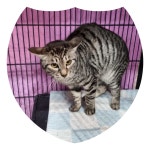 전북 군산 임해로에서  아메리칸 쇼트헤어 발견 보호