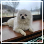 전북 군산 임사1길에서  포메라니안 발견 보호