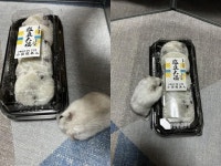 포장 용기에 갇힌 친구들(?)을 발견한 햄스터 내가 구해줄게!