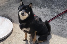 경남 밀양 삼문중앙로에서  시바 발견 보호