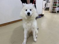 전북 전주 전주교육대학교에서  사모예드 발견 보호