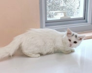 경남 통영 광도초등학교에서  터키시 앙고라 발견 보호