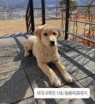 충북 옥천 옥천읍에서  골든 리트리버 발견 보호