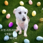 경북 성주 선남면에서  리트리버믹스인듯 발견 보호
