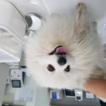 전북 전주 안골사거리에서  포메라니안 발견 보호