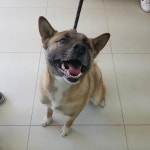 전북 전주 안골사거리에서  셰퍼드 발견 보호