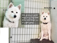 경북 포항시에서  스피츠 발견 보호