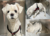 충남 서산 음암에서  말티즈 발견 보호