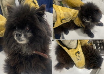 충남 서산 음암에서  포메라니안 발견 보호