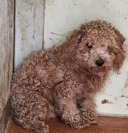 경북 의성군에서  푸들 발견 보호