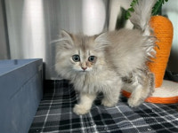 경기 시흥 공단에서  노르웨이 숲 발견 보호