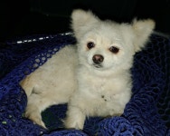 경남 창원2 신동전터널에서  포메라니안 발견 보호