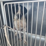 충남 태안 태안읍에서  포인터 발견 보호