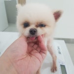 전북 전주 화산네거리공원에서  포메라니안 발견 보호