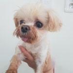 전북 전주 화산네거리공원에서  말티즈 발견 보호