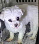 전남 목포 삼일로회관부근에서  말티즈 발견 보호