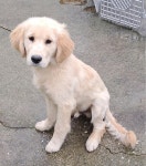 전남 목포 메디타워부근에서  라브라도 리트리버 발견 보호