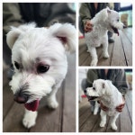 전북 군산 동군산ic에서  말티즈 발견 보호