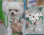 경기 성남 성남동에서  포메라니안 발견 보호