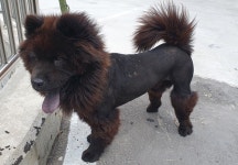 경북 김천 추풍령IC에서  차우차우 발견 보호