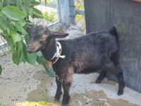 경남 양산 황산공원에서 [기타축종] 흑염소 발견 보호