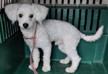 경남 창원2 산호초등학교에서  비숑 프리제 발견 보호