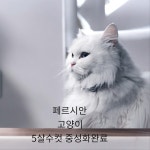 경북 성주군에서  페르시안 발견 보호