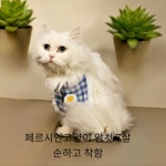 경북 성주군에서  페르시안 발견 보호