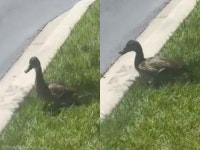 길에서 사람 보고 자꾸 울어대는 오리 곁으로 다가갔더니...경악